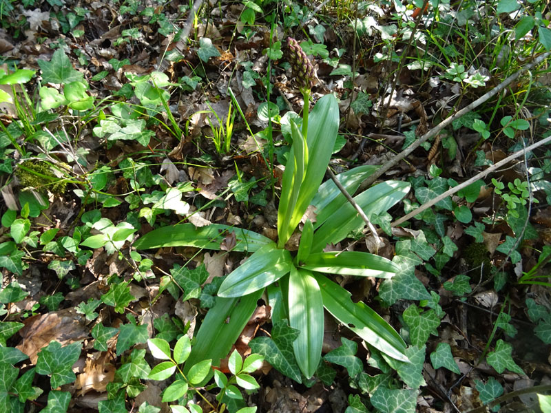 Orchis purpurea